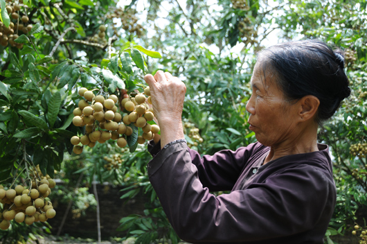 Northern province bustling with longan specialty